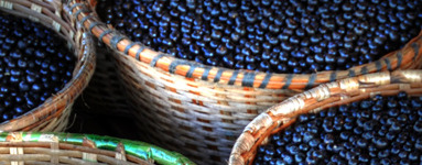 Preverite zakaj so acai jagode močan antioksidant